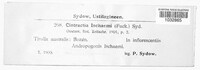 Sphacelotheca ischaemi image